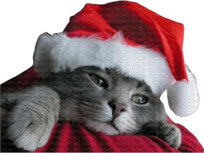 Kaz_Creations Christmas Cat - gratis png