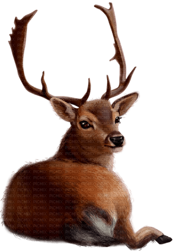 Deer.Brown - PNG gratuit