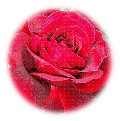 trandafir - nemokama png