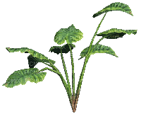 plants - Zdarma animovaný GIF