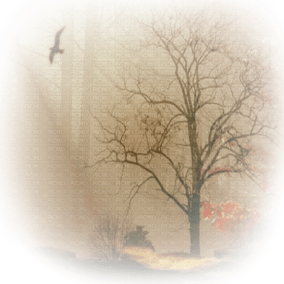 autumn forest  automne paysage - Free PNG