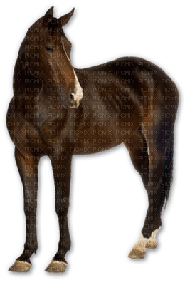 Kaz_Creations Horse - png ฟรี