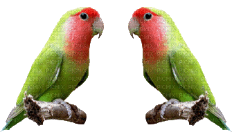perroquet - Gratis animeret GIF