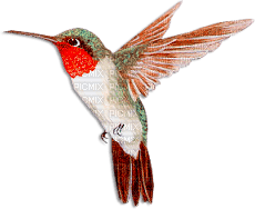 soave deco bird hummingbird orange teal - darmowe png