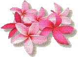 Pink cluster of flowers - GIF animé gratuit