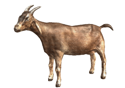 Goats Chèvres Ziegen goat Chèvre ziege animal farm tube gif anime animated animation - GIF animé gratuit