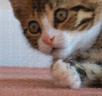Cat-0321 - GIF animasi gratis