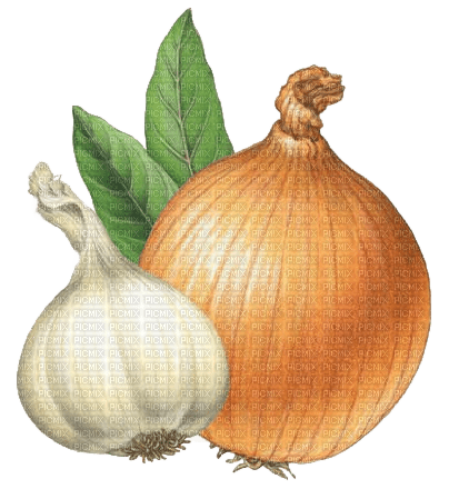 Zwiebel, Knoblauch, Onion, garlic - фрее пнг