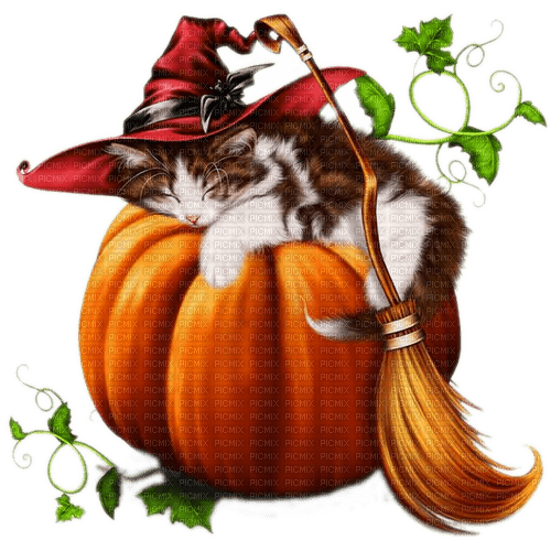 Halloween, Kürbis, Katze, Hut, Cat - png ฟรี