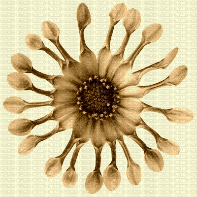 flower background gif - Animovaný GIF zadarmo