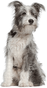 Kaz_Creations Dog Pup Dogs 🐶 - фрее пнг