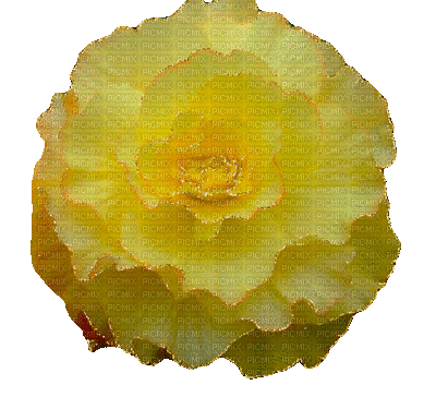 Yellow Flower - GIF animé gratuit