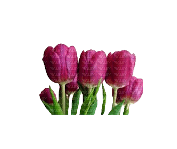 Flowers Tulips - 免费PNG