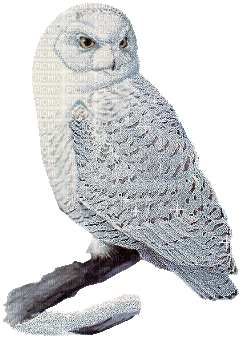 Owls - 免费动画 GIF