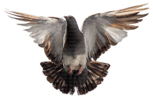 Kaz_Creations Bird - gratis png