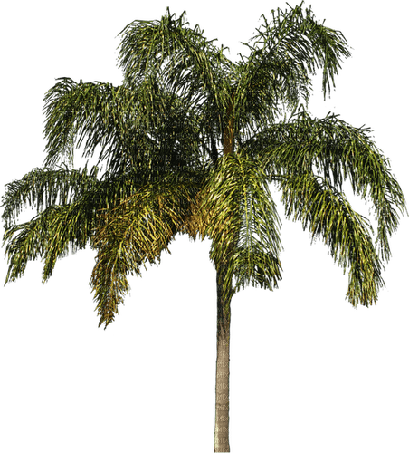 palm by nataliplus - PNG gratuit