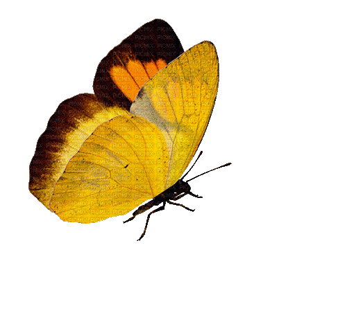 mariposa  amarilla gif  dubravka4 - GIF เคลื่อนไหวฟรี