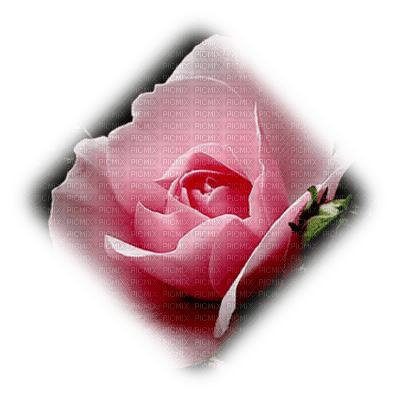 trandafir 44 - zdarma png
