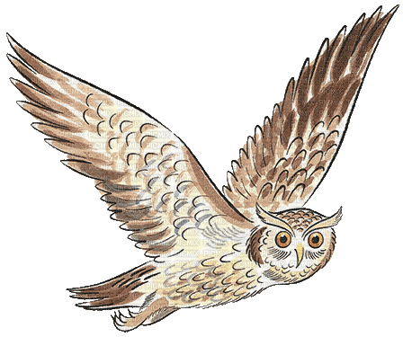 Owl - Безплатен анимиран GIF