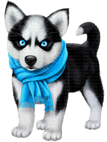 Husky.Dog.Black.White.Blue - безплатен png