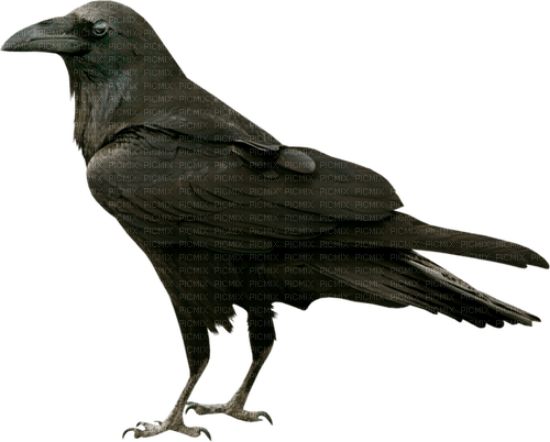 crow Bb2 - png grátis