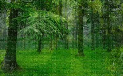 Wald - Gratis geanimeerde GIF