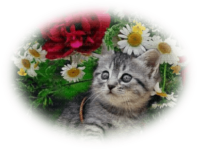 patymirabelle fleurs fond et chat - ingyenes png