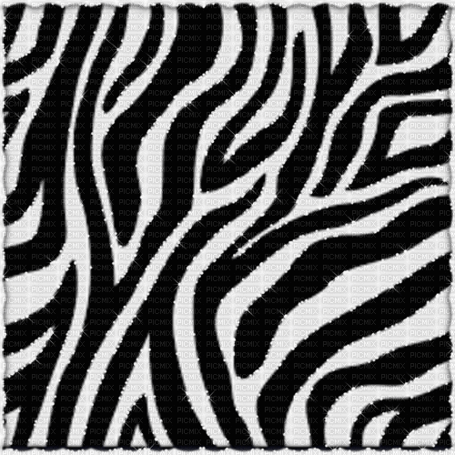 zebra milla1959 - Ingyenes animált GIF