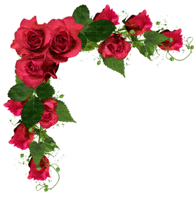 розы угол - ücretsiz png