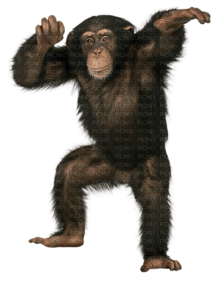 Kaz_Creations Animals Monkey - png ฟรี
