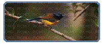 birds - Gratis geanimeerde GIF