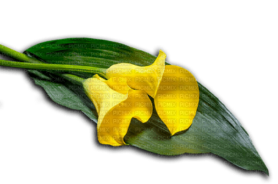 kukka, flower, fleur - фрее пнг