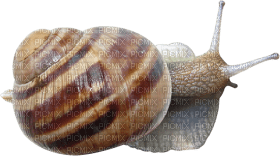 Kaz_Creations Snail - kostenlos png