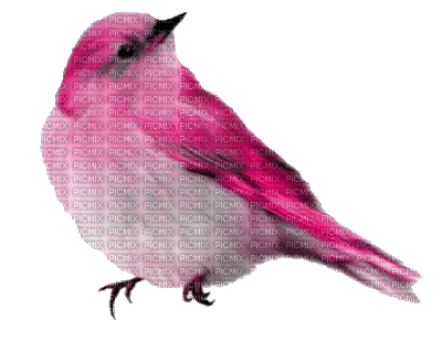 pink bird - GIF animado gratis