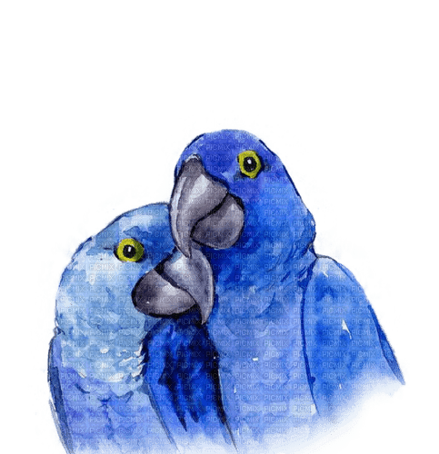 kikkapink tropical parrots blue - png gratis