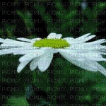 hue shifting flower - GIF animado gratis