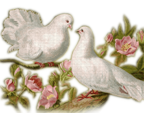 Rena Vintage Tauben Doves - png ฟรี
