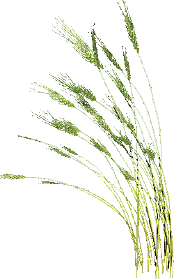 herbe blé vert - GIF animado gratis