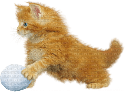Kaz_Creations Christmas Deco Cat Kitten Snowball - png gratis
