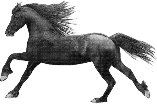 pferd horse milla1959 - 免费PNG