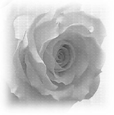 trandafir 14 - ingyenes png