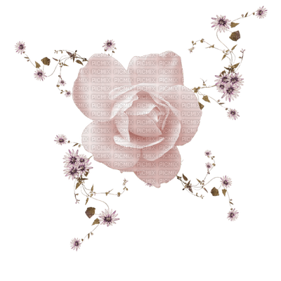 minou-pink rose - ücretsiz png