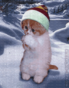 Un petit chaton en hiver - Δωρεάν κινούμενο GIF
