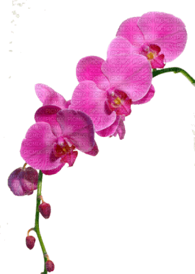 fleurs roses - nemokama png