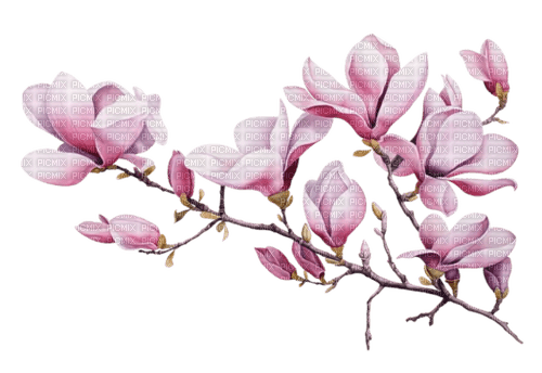 kwiat magnolii - Free PNG