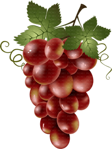 Grapes Fruit  - Bogusia - kostenlos png