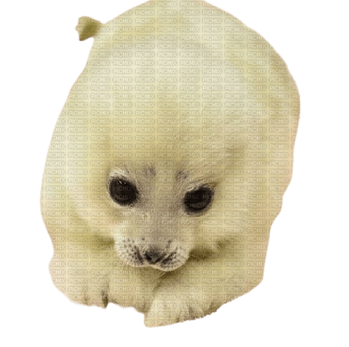 baby seal - ilmainen png