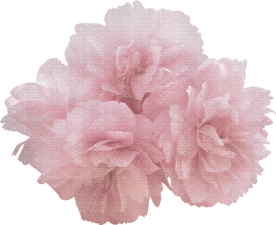 flower-pink - nemokama png
