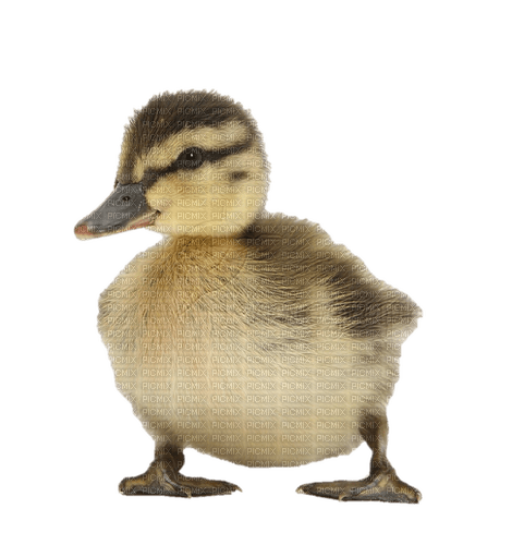 duckling - PNG gratuit