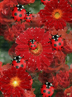 fleurs - Δωρεάν κινούμενο GIF